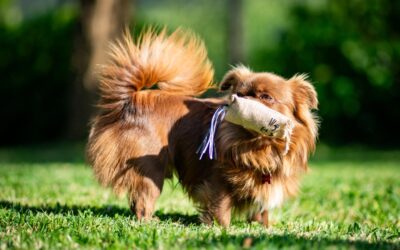 Guía petfriendly: playas, restaurantes y rutas para disfrutar con tu perro